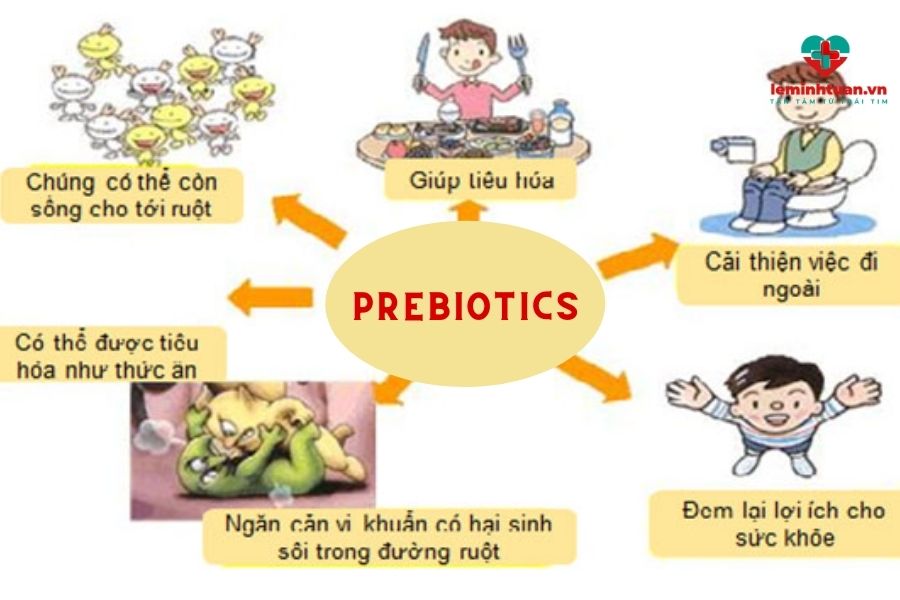 Vai trò prebiotics đối với hệ tiêu hóa
