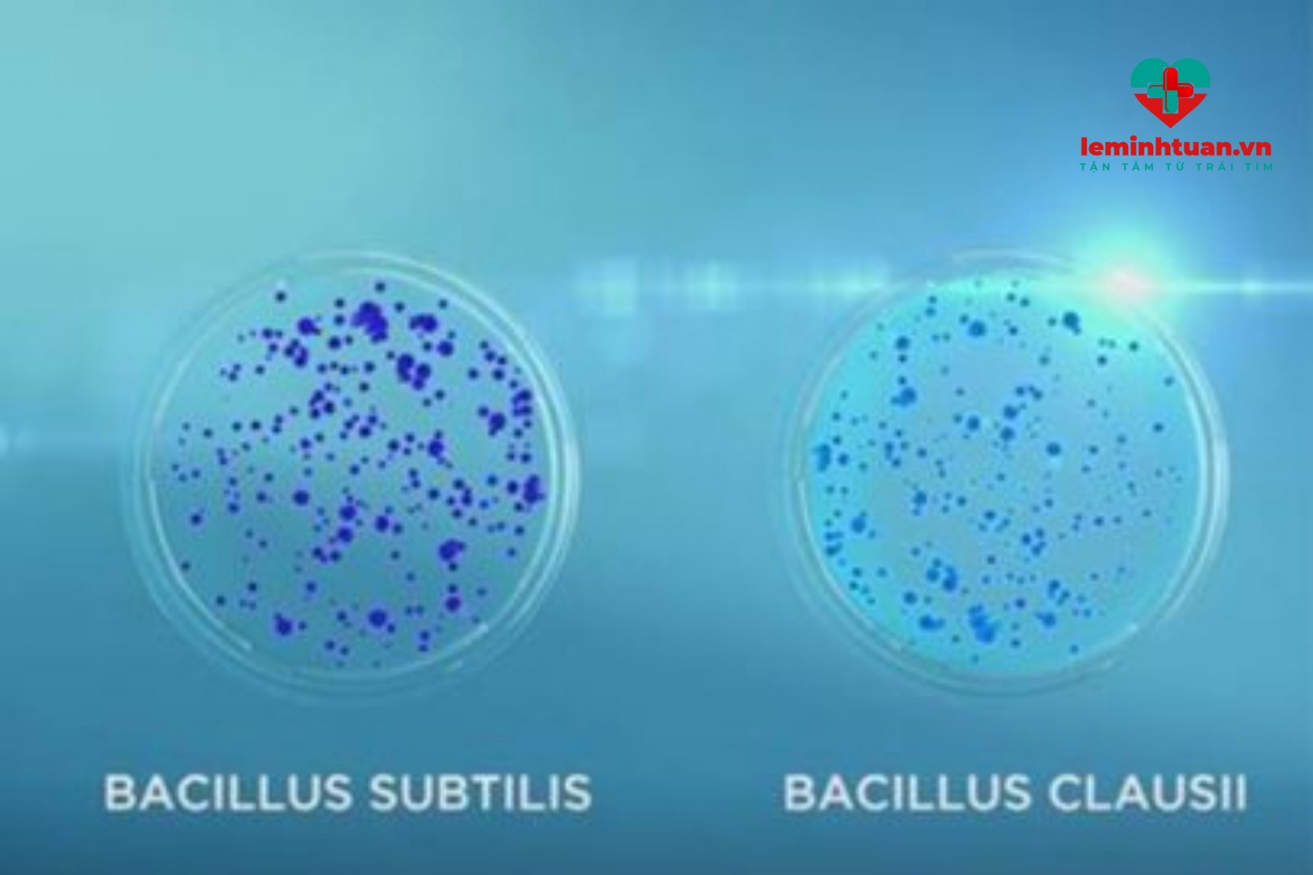 Bacillus clausii là gì?