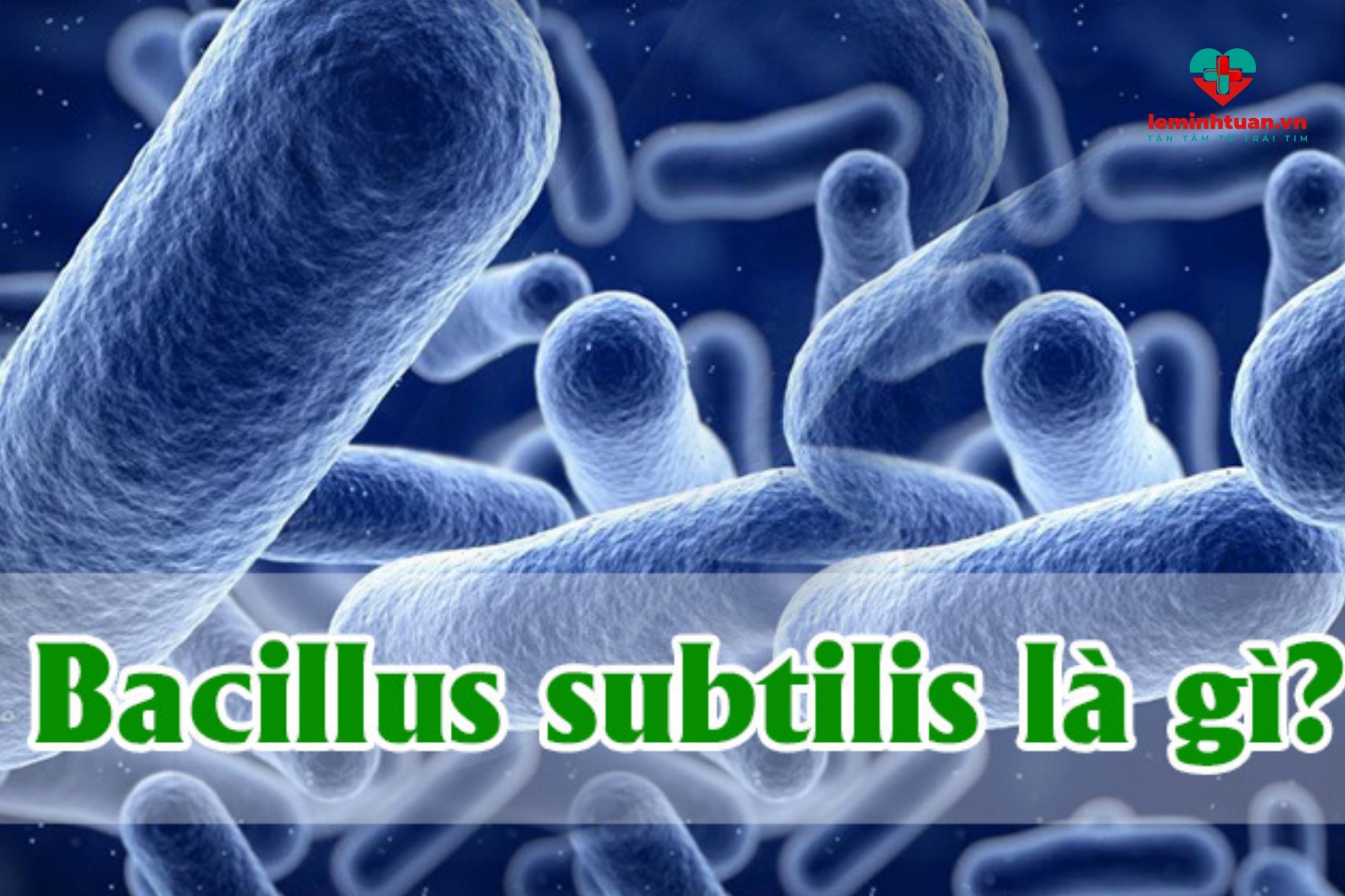 Thuốc Bacillus subtilis là gì?
