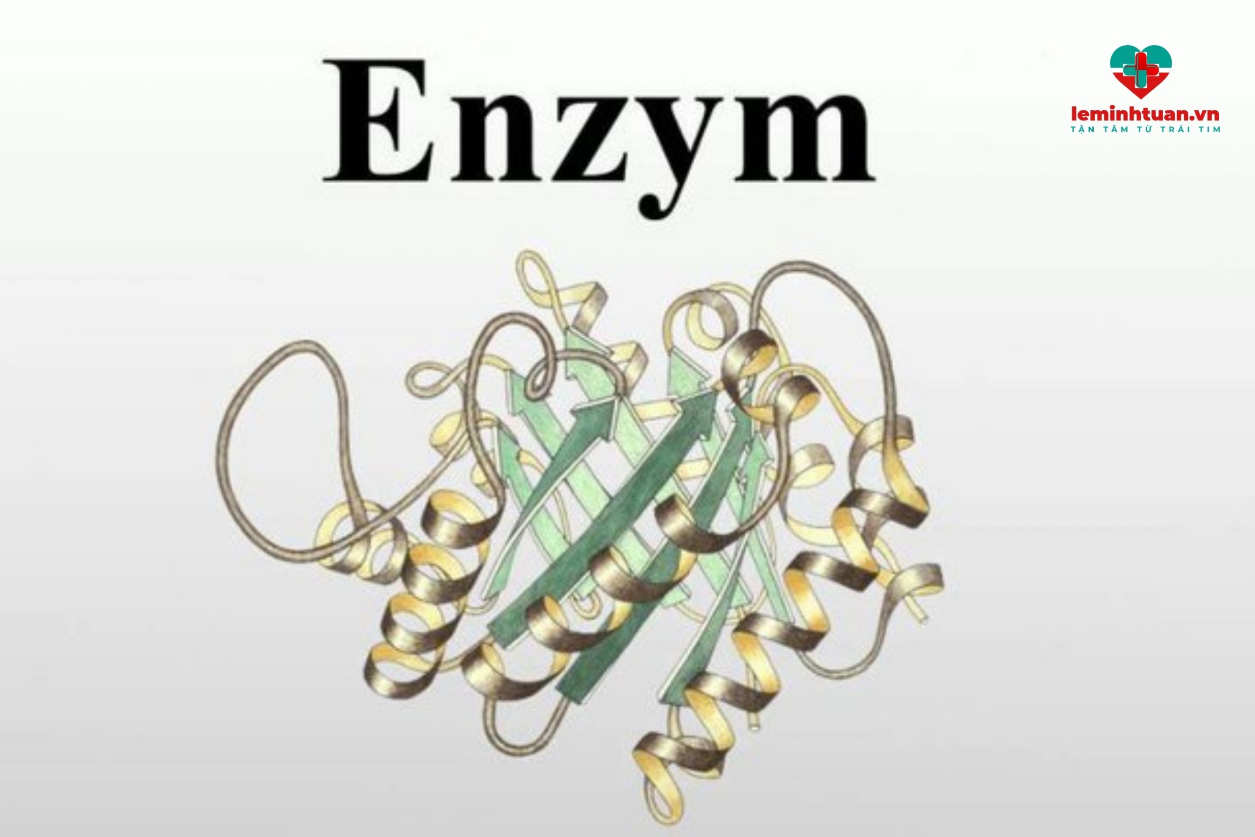 Enzym tiêu hóa là gì?