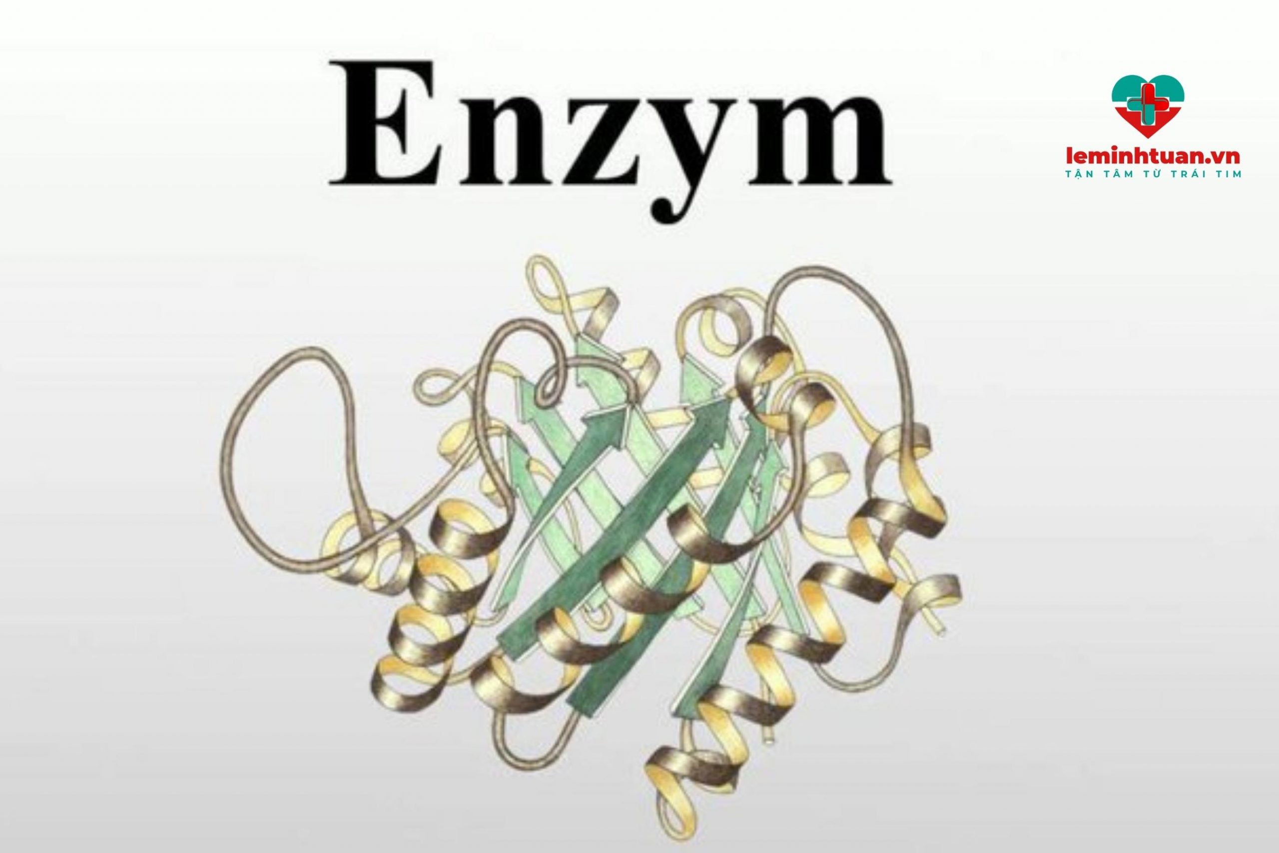 Enzym tiêu hóa ở ruột non gồm những enzym nào?
