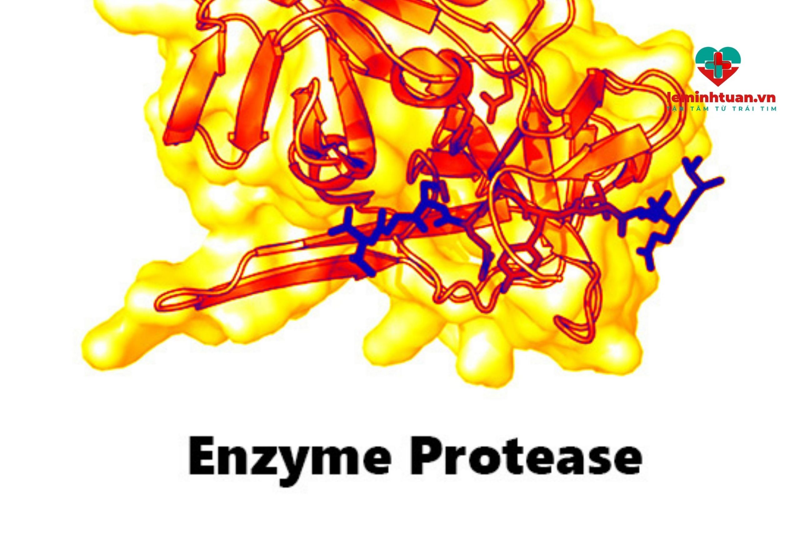 Enzym tiêu hóa protein là gì?