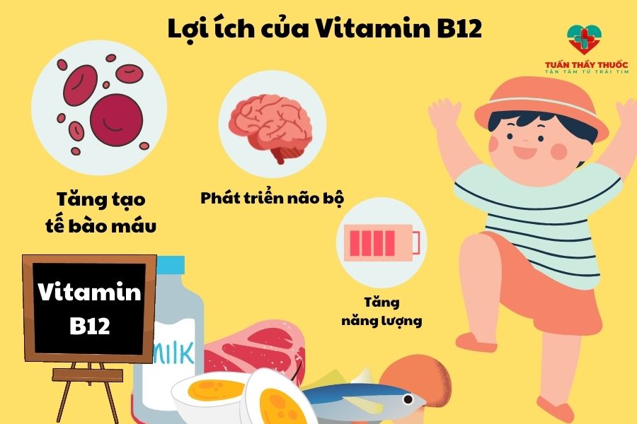 Vitamin B12 giúp tăng sản sinh tế bào hồng cầu