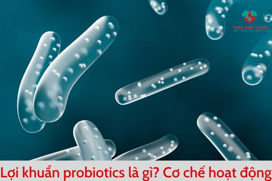Lợi khuẩn probiotics là gì Cơ chế hoạt động
