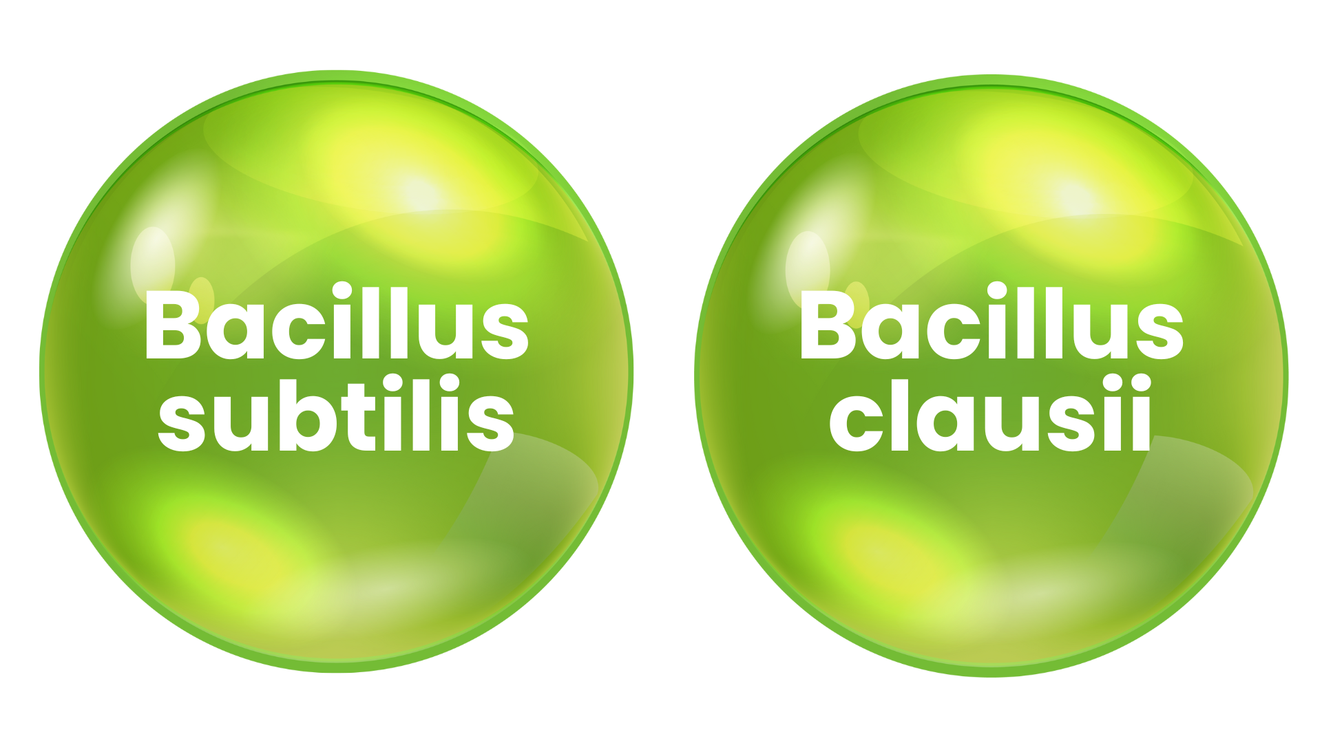 Hình ảnh hai chủng lợi khuẩn Bacillus subtilis và Bacillus clausii